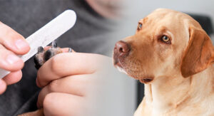 best dog nail file