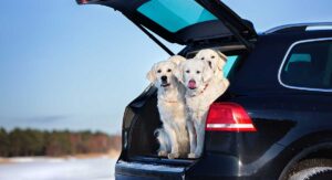 dog ramp for suv