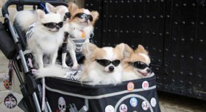 best dog strollers