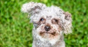 best dog tear stain remover