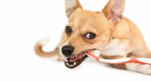best dog tooth brush