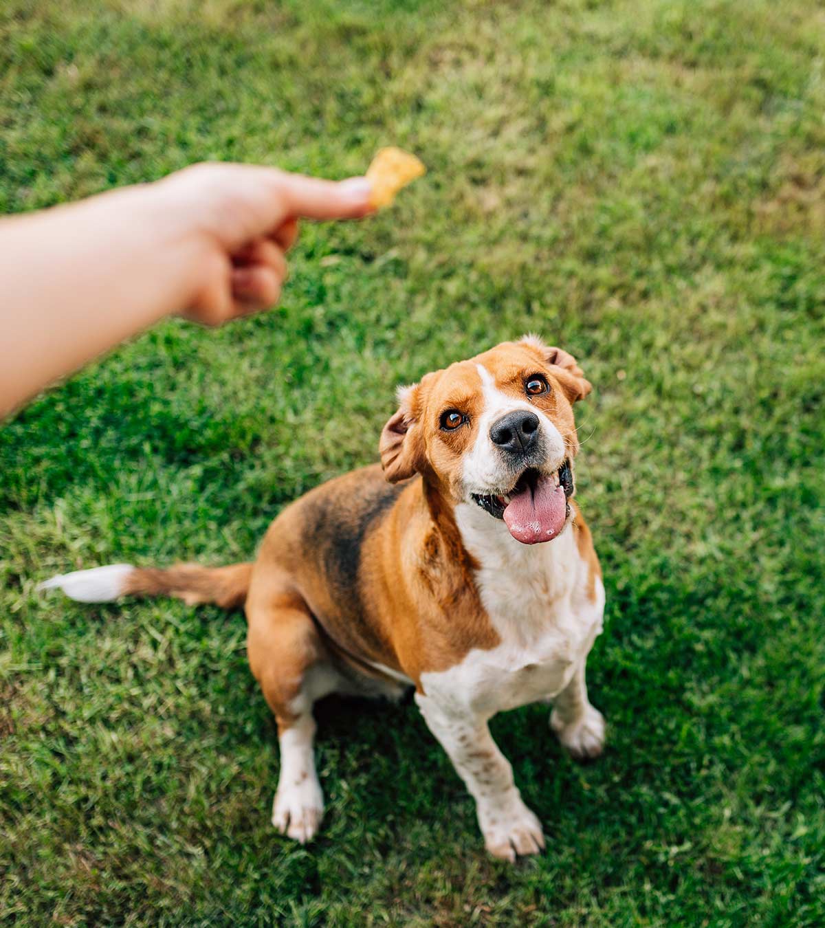 best dog training treats