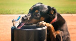 Best Dog Water Fountain - Top Dog Water Fountains Reviewed