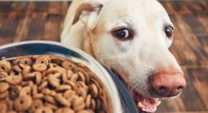 best dry dog food