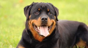 best dog food for rottweiler