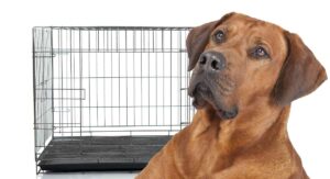 heavy duty dog crate