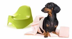 best indoor dog potty