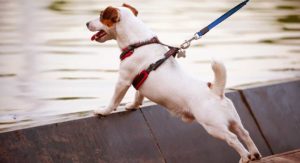 best no pull dog harness