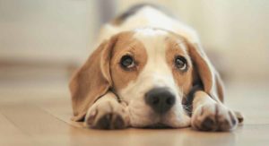 best puppy food for beagles