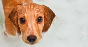 Best Puppy Shampoo