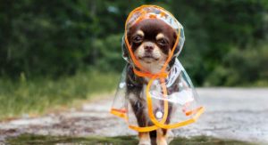 best raincoats for dogs