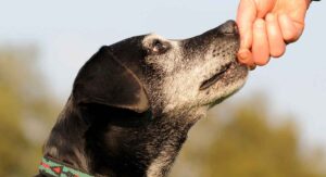 best senior dog food