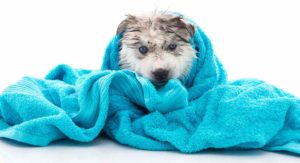 best shampoo for huskies