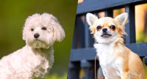 bichon chihuahua mix