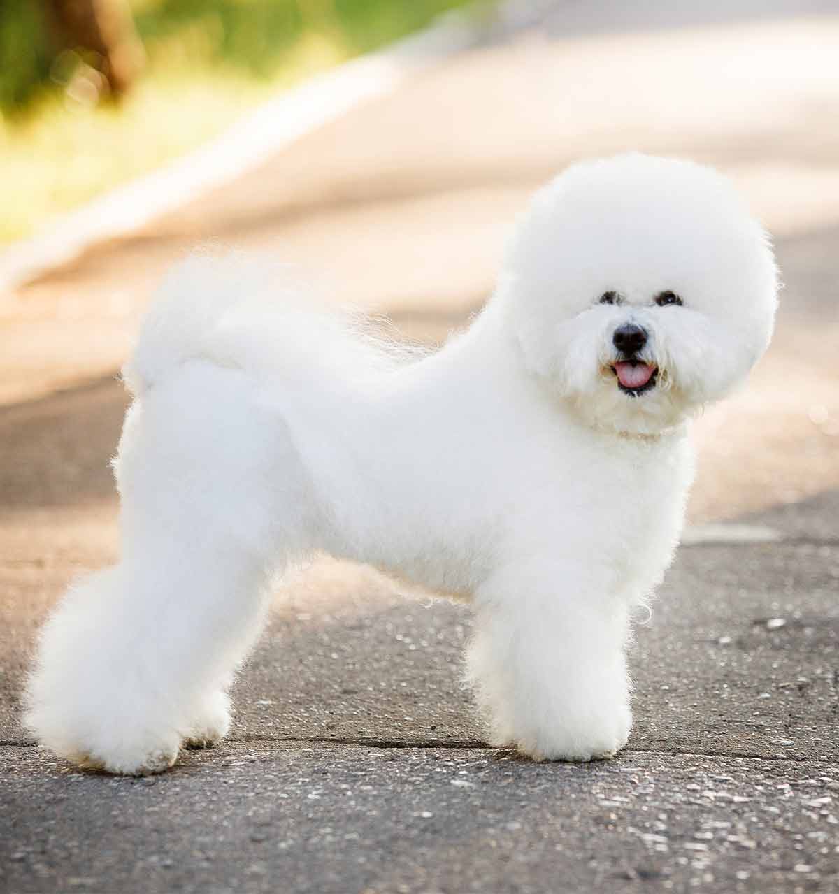 Bichon Frise, shichon