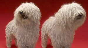 A Guide To Big Dogs That Don't Shed: Non-Shedding Big Dogs