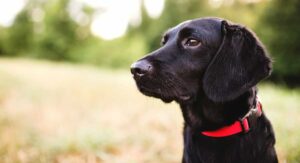 black dog names