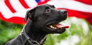 black pitbull