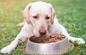 canine bloat