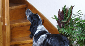 blue picardy spaniel