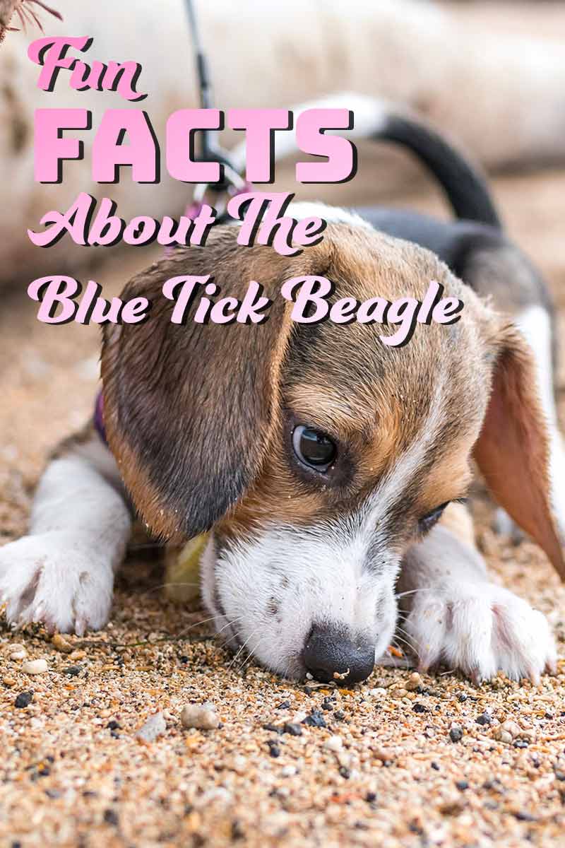 30 Fun facts about the Blue Tick Beagle - Fun facts about dog breeds