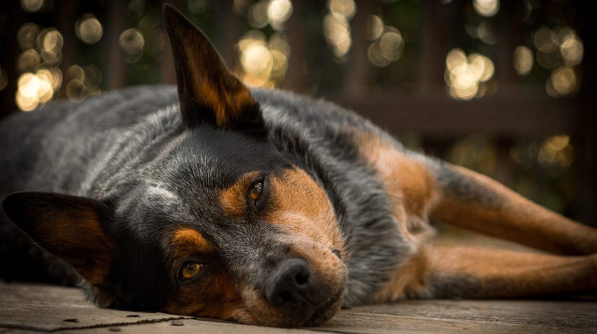 blue heeler puppy