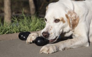 Kong Dog Toys