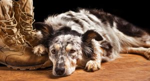 border collie australian shepherd mix