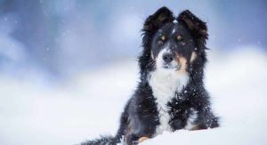 border collie mixes