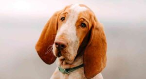 bracco italiano