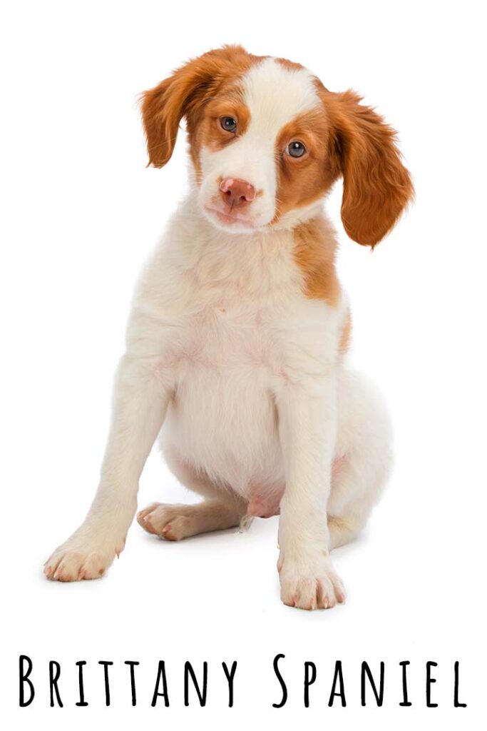 brittany spaniel names