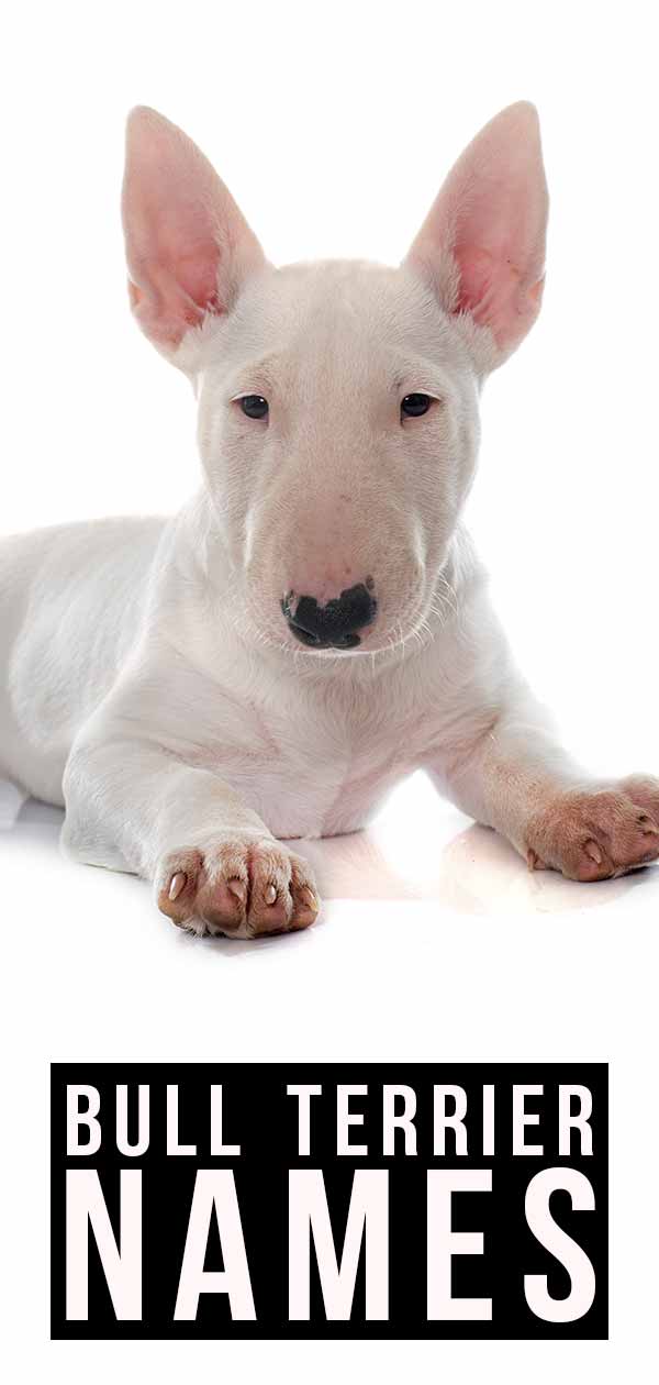Good Bull Terrier names