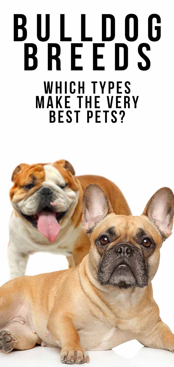 bulldog breeds