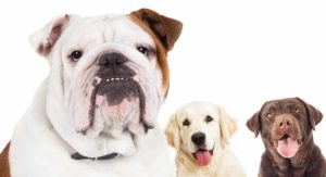 Bulldog mix