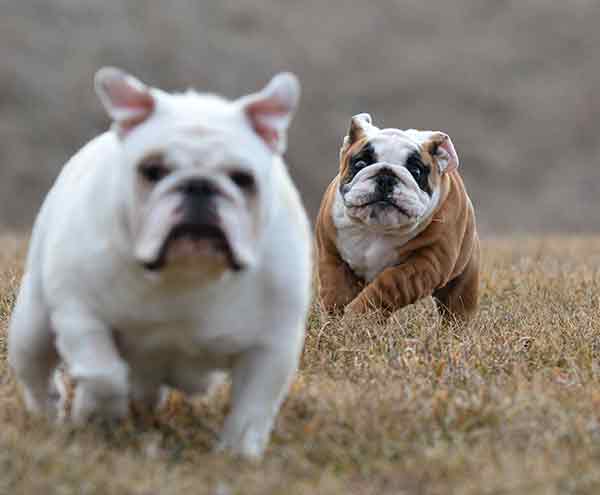two english bulldogs chasing each other