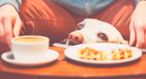 can dogs drink coffee