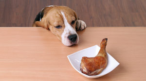 can dogs eat applesauce
