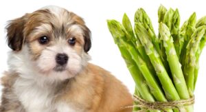 can dogs eat asparagus