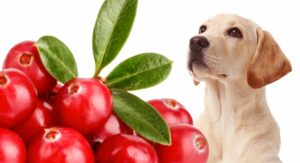 can dogs eat cranberries