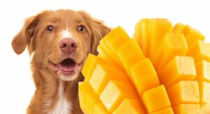 can dogs eat mango