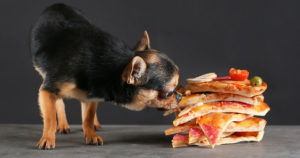 can dogs eat olives