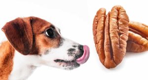 can dogs eat pecans