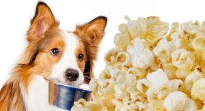 can dogs eat popcorn