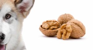 can dogs eat walnuts or are they best avoided