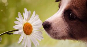 dog hayfever