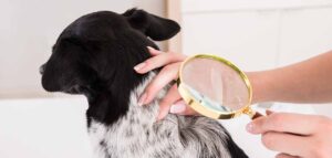 can dogs get lice
