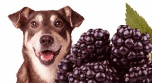 can dogs have blackberries