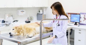 cancer in dogs