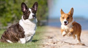 Cardigan Welsh Corgi Vs Pembroke