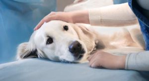 cataract surgery for dogs